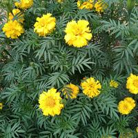 Gambar tanaman hias bunga marigold dari Nazaha collections Kab. Karawang 1 Tokopedia