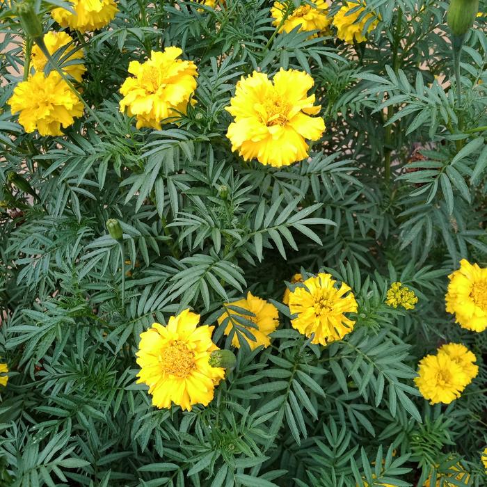 Gambar tanaman hias bunga marigold dari Nazaha collections Kab. Karawang Tokopedia
