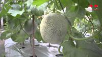 Gambar Benih-Bibit Melon Gracia F1 (Cap Panah Merah) dari benihkita Kota Depok 3 Tokopedia