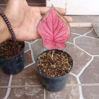 Gambar tanaman hias Pohon keladi caladium red jaguar dari taman hias lisflower Kab. Bogor 1 Tokopedia