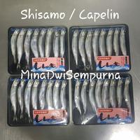 Gambar Shisamo Fish / Ikan Capelin - Besar & Telur Frozen dari MDS Seafood Supplier Kota Administrasi Jakarta Utara 1 Tokopedia