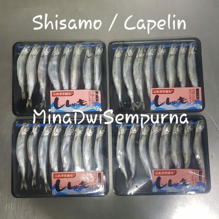 Gambar Shisamo Fish / Ikan Capelin - Besar & Telur Frozen dari MDS Seafood Supplier Kota Administrasi Jakarta Utara Tokopedia