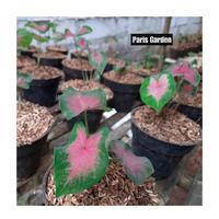 Gambar TANAMAN HIAS CALADIUM PINK - KELADI PINK LOVE - BIBIT TANAMAN KELADI dari Paris Garden Kab. Bogor 3 Tokopedia