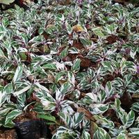 Gambar Calathea Tissue Variegata dari rizki garden Kab. Cianjur 2 Tokopedia