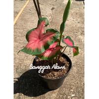 Gambar tanaman hias caladium api heart / tanaman hias caladium + pot dari SANGGAR ALAM_NEW Kota Administrasi Jakarta Utara 2 Tokopedia