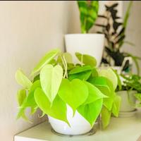 Gambar tanaman hias philodendron lemon lime+pot tawon dari Adifa flower shop Kota Administrasi Jakarta Utara 1 Tokopedia