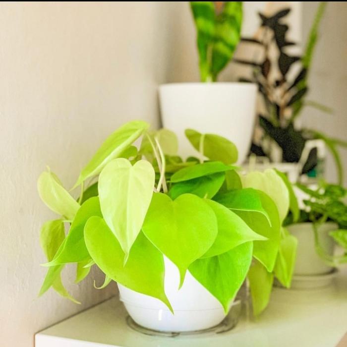 Gambar tanaman hias philodendron lemon lime+pot tawon dari Adifa flower shop Kota Administrasi Jakarta Utara Tokopedia