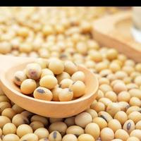 Gambar kacang kedelai impor dari berkah jaya MM Kota Bandung 1 Tokopedia