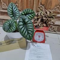 Gambar BONGGOL ALOCASIA DRAGON SCALE KILOAN dari tamansekumpul Kota Samarinda 1 Tokopedia