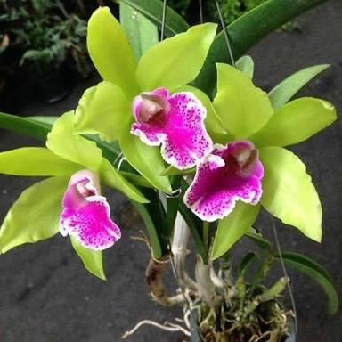 Gambar Anggrek Mem Hellen Brownx Litte Stars dari Jo Orchids Kota Tangerang Selatan Tokopedia