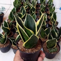 Gambar Sensivera Pagoda Tanaman Hias Indoor Pohon Sensivera Pagoda Mini dari Dita taman Kab. Bogor 2 Tokopedia