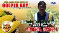 Gambar Benih-Bibit Jagung Manis Golden Boy (BISI) dari benihkita Kota Depok 2 Tokopedia