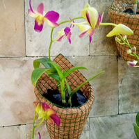 Gambar pot bunga anggrek sabut kelapa kerucut dari Omah Pot Kebumen Kab. Kebumen 4 Tokopedia