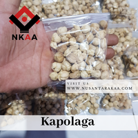 Gambar kapulaga / kapolaga paket 10 rb dari Rampah Nusantarakaa Kota Administrasi Jakarta Timur 2 Tokopedia