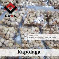 Gambar kapulaga / kapolaga paket 10 rb dari Rampah Nusantarakaa Kota Administrasi Jakarta Timur 4 Tokopedia