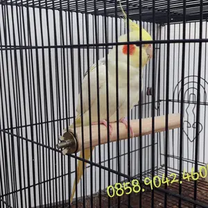 Tangkringan falk tunggal