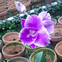 Gambar Anggrek Dendrobium French Rose Dewasa Siap Bunga , Spike dan Knop dari Sentral Anggrek Kota Depok 1 Tokopedia