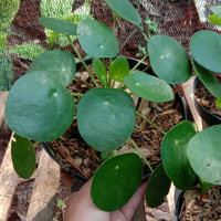 Gambar tanaman hias pilea peperomioides dari nandi taman Kab. Bogor 2 Tokopedia