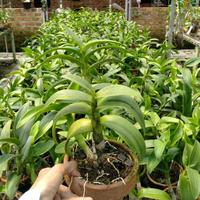 Gambar Anggrek Dendrobium French Rose Dewasa Siap Bunga , Spike dan Knop dari Sentral Anggrek Kota Depok 2 Tokopedia