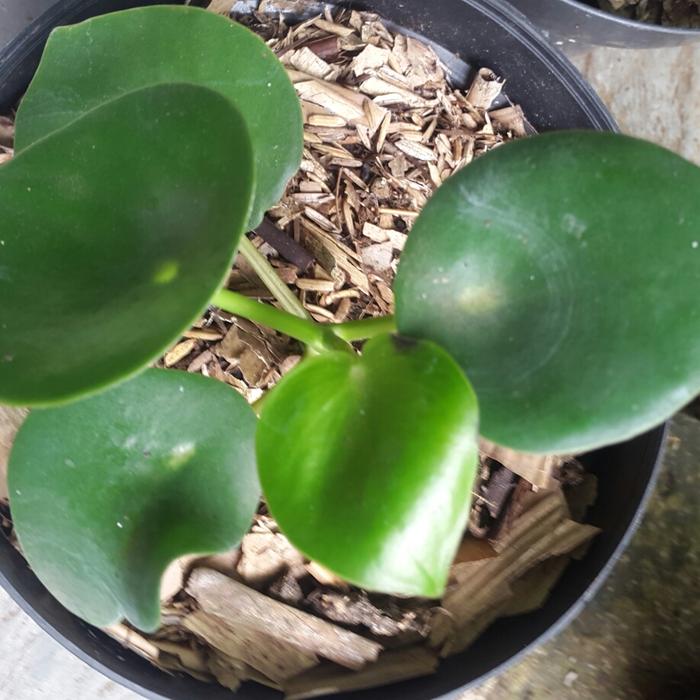 Gambar tanaman hias pilea peperomioides dari nandi taman Kab. Bogor Tokopedia