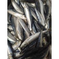 Gambar ikan sardine size 10-12 per 1kg dari IKANBAGIBANGSA undefined 4 Tokopedia