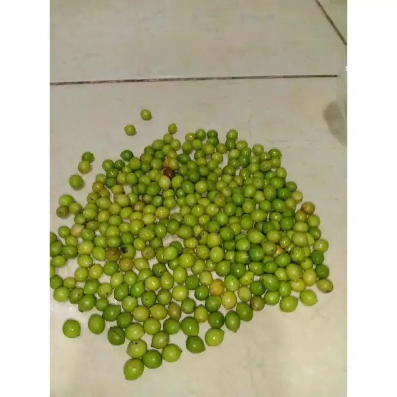 Biji Lohansung Mawar dan Kapsul/ Biji Lohansung Pucuk Merah/Louhansung