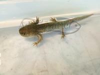 Gambar AXOLOTL MARBLE DOGFISH SALAMANDER WALKING FISH MEXICANUM - 12 CM dari ADRAQUATIC Kota Bandung 2 Tokopedia