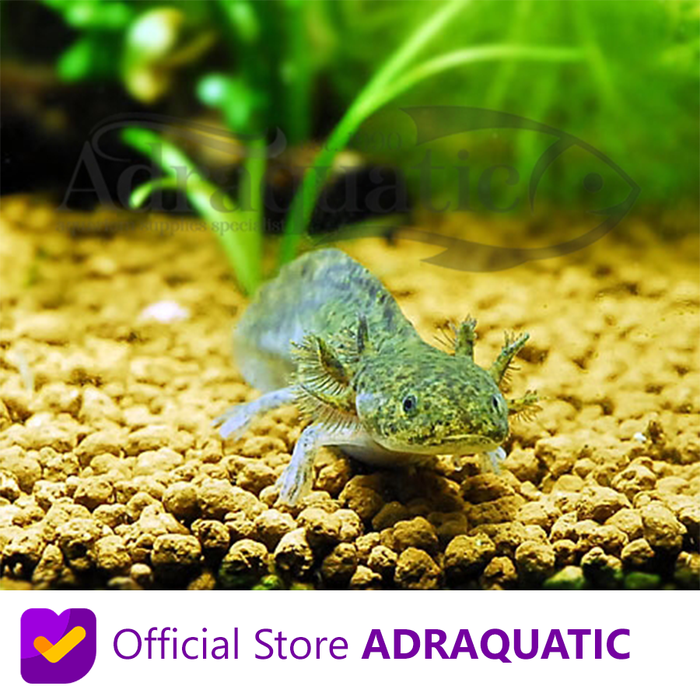 Gambar AXOLOTL MARBLE DOGFISH SALAMANDER WALKING FISH MEXICANUM - 12 CM dari ADRAQUATIC Kota Bandung Tokopedia