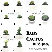 Gambar Baby Kaktus Ownroot dari Kaktus Sukulen Magelang Kab. Magelang 1 Tokopedia