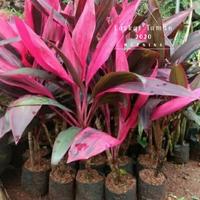Gambar Tanaman Hias Hanjuang Merah/Bibit Tanaman Hias Andong Merah. dari berkahtamanlandscape Kab. Bogor 1 Tokopedia