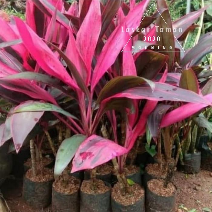 Gambar Tanaman Hias Hanjuang Merah/Bibit Tanaman Hias Andong Merah. dari berkahtamanlandscape Kab. Bogor Tokopedia