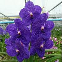 Gambar Anggrek Vanda Kulvadee Fragrance Hybrid dari latifah orchid Kota Administrasi Jakarta Selatan 1 Tokopedia