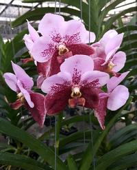 Gambar Anggrek Vanda Pimchai X Chidavat dari eva garden Kota Administrasi Jakarta Selatan 1 Tokopedia