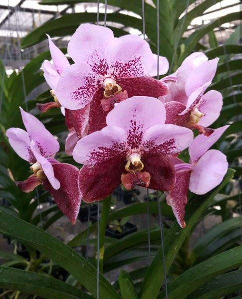 Gambar Anggrek Vanda Pimchai X Chidavat dari eva garden Kota Administrasi Jakarta Selatan Tokopedia