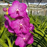 Gambar Anggrek Vanda Nappadol Delight dari eva garden Kota Administrasi Jakarta Selatan 1 Tokopedia