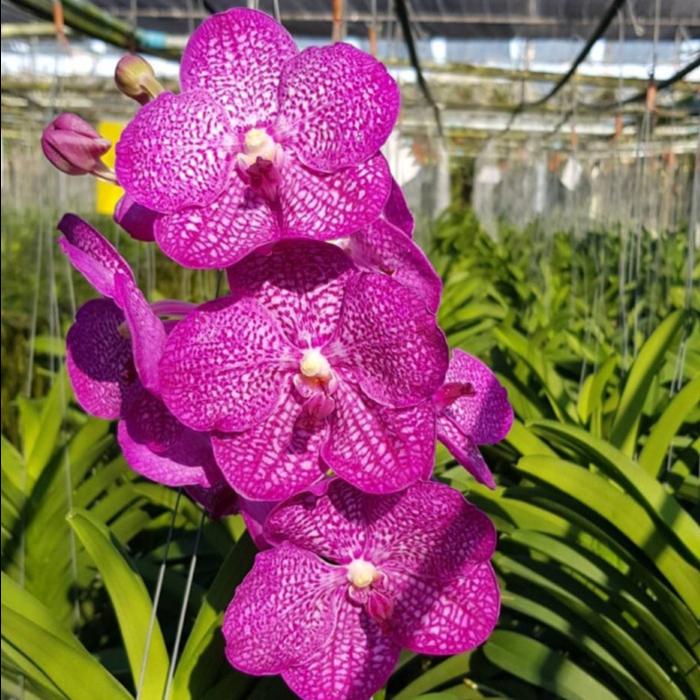 Gambar Anggrek Vanda Nappadol Delight dari eva garden Kota Administrasi Jakarta Selatan Tokopedia