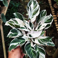 Gambar tanaman hias calathea tissue / kalatea tissu dari beautifull plant Kab. Bogor 1 Tokopedia