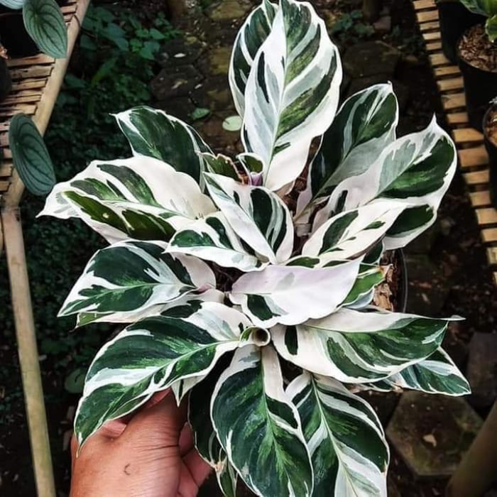 Gambar tanaman hias calathea tissue / kalatea tissu dari beautifull plant Kab. Bogor Tokopedia
