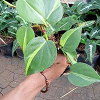 Gambar Tanaman hias gantung srigading brazil / sirih gading dari beautifull plant Kab. Bogor 2 Tokopedia
