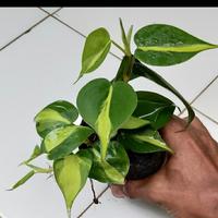 Gambar tanaman hias sirih Brazil / srigading brazil dari beautifull plant Kab. Bogor 1 Tokopedia