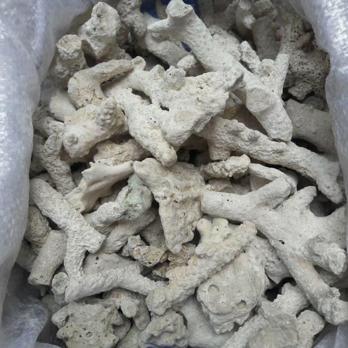 Gambar Karang Jahe Ph Up Menaikkan Kadar Ph air Aquarium serta Buffer Alami dari Yekita Betta Gallery Kab. Bandung Tokopedia