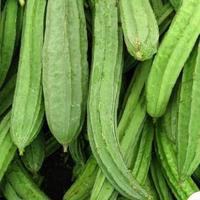Gambar oyong 500gr dari Aneka Sayuran Segar Kota Administrasi Jakarta Utara 4 Tokopedia