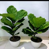 Gambar tanaman hias ketapang biola - hiasan taman ketapang biola dari beautifull plant Kab. Bogor 1 Tokopedia