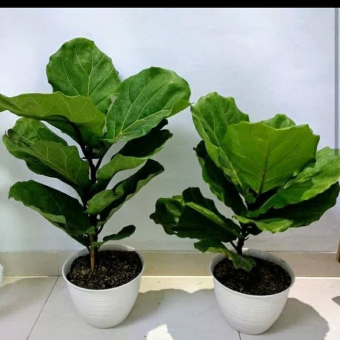 Gambar tanaman hias ketapang biola - hiasan taman ketapang biola dari beautifull plant Kab. Bogor Tokopedia