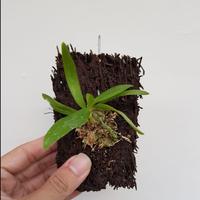 Gambar Anggrek Phalaenopsis Cornu Cervi Flava dari Phalaenopsis Planet Kab. Bandung 2 Tokopedia