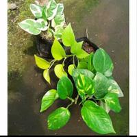 Gambar paket 3 tanaman sirih gading dari beautifull plant Kab. Bogor 1 Tokopedia