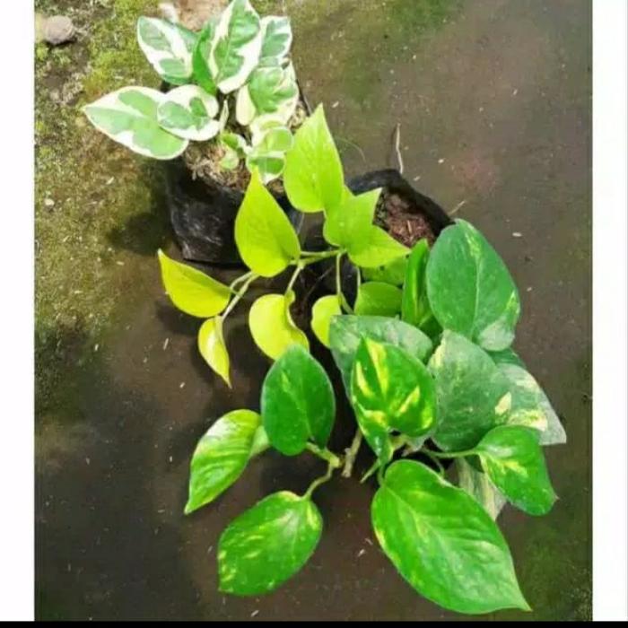 Gambar paket 3 tanaman sirih gading dari beautifull plant Kab. Bogor Tokopedia