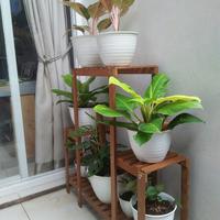 Gambar Rak Pot Tanaman Kayu Ulin Model "Gedung" Tahan Pot Yang Berat & KOKOH! dari shabbydniz.co Kota Bogor 4 Tokopedia