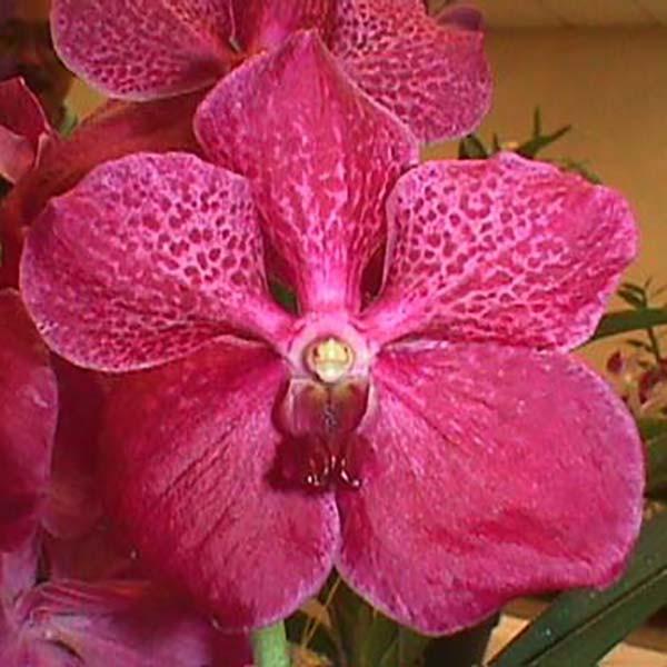 Gambar Anggrek Vanda Dr Anek dari latifah orchid Kota Administrasi Jakarta Selatan Tokopedia
