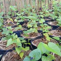 Gambar bibit tanaman hias air mata pengantin dari beautifull plant Kab. Bogor 3 Tokopedia